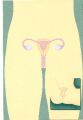 Weibliche und m�nnliche Geschlechtsorgane
